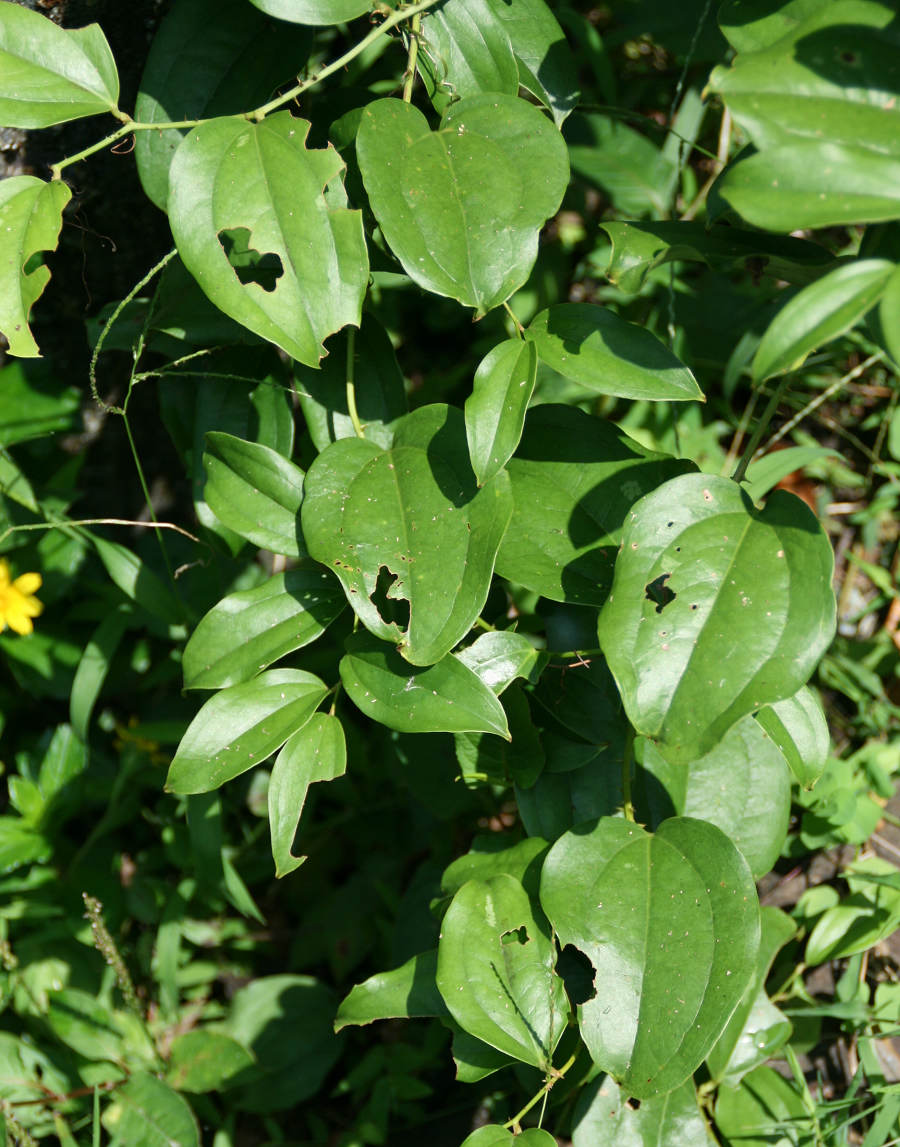 «ö¦¹¦b·sµøµ¡ÂsÄý¹Ï¤ù