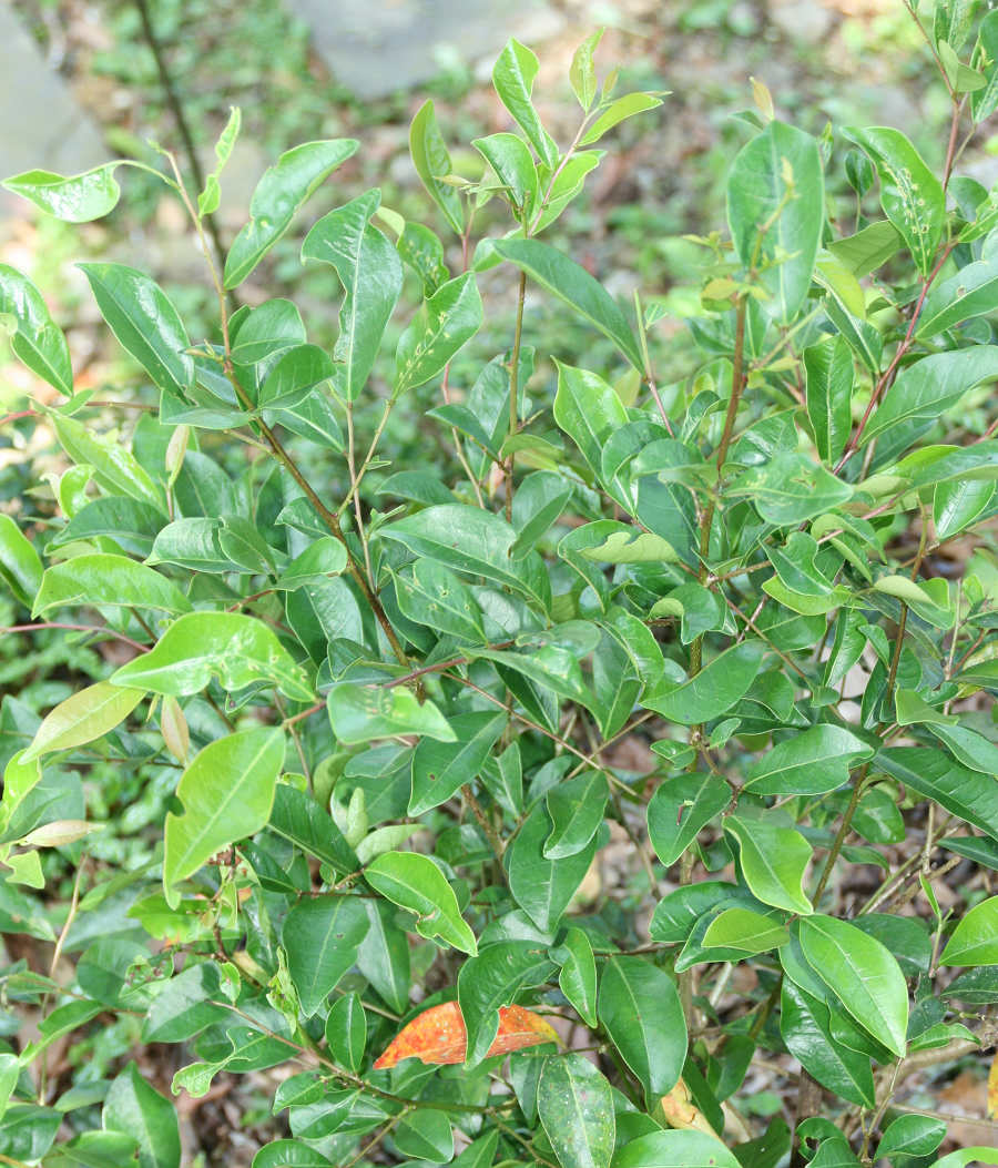 «ö¦¹¦b·sµøµ¡ÂsÄý¹Ï¤ù