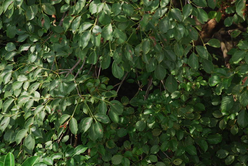 «ö¦¹¦b·sµøµ¡ÂsÄý¹Ï¤ù