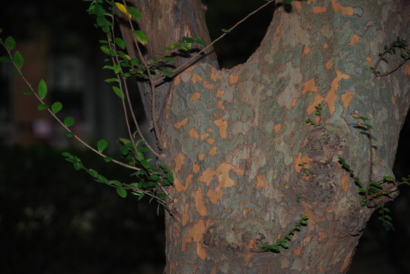 «ö¦¹¦b·sµøµ¡ÂsÄý¹Ï¤ù