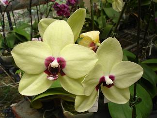 «ö¦¹¦b·sµøµ¡ÂsÄý¹Ï¤ù