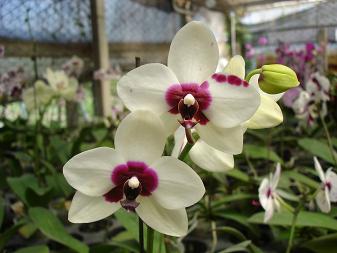 «ö¦¹¦b·sµøµ¡ÂsÄý¹Ï¤ù