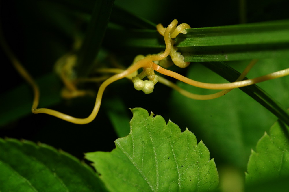 «ö¦¹¦b·sµøµ¡ÂsÄý¹Ï¤ù