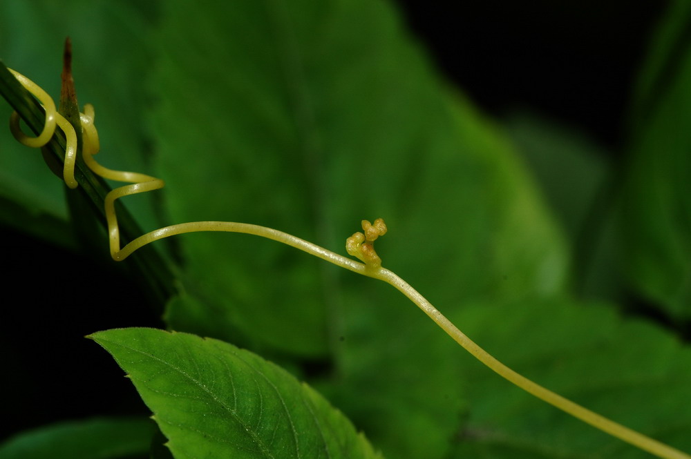 «ö¦¹¦b·sµøµ¡ÂsÄý¹Ï¤ù