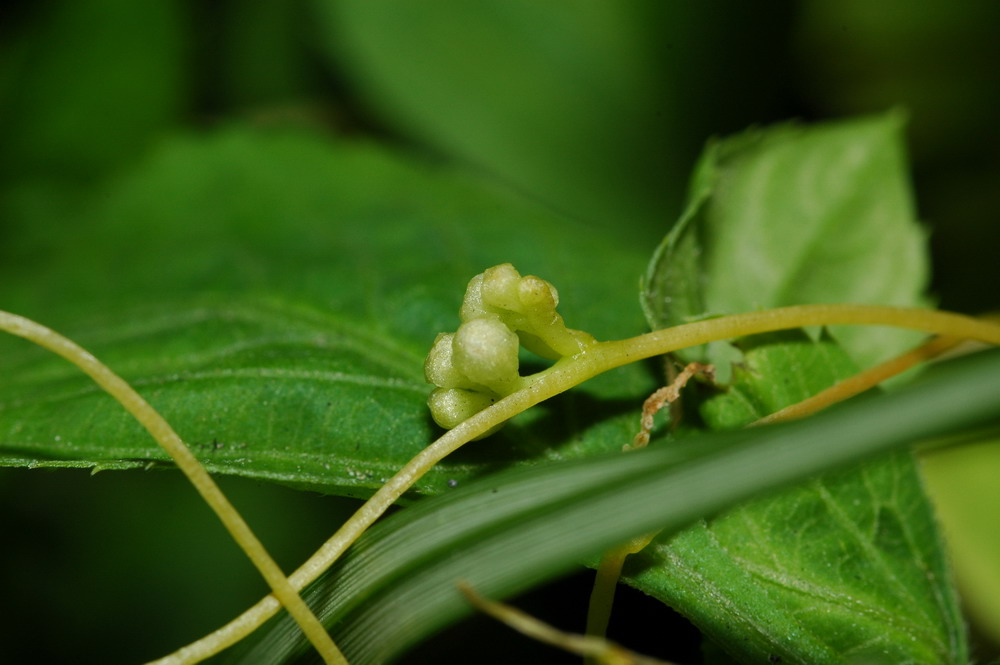 «ö¦¹¦b·sµøµ¡ÂsÄý¹Ï¤ù