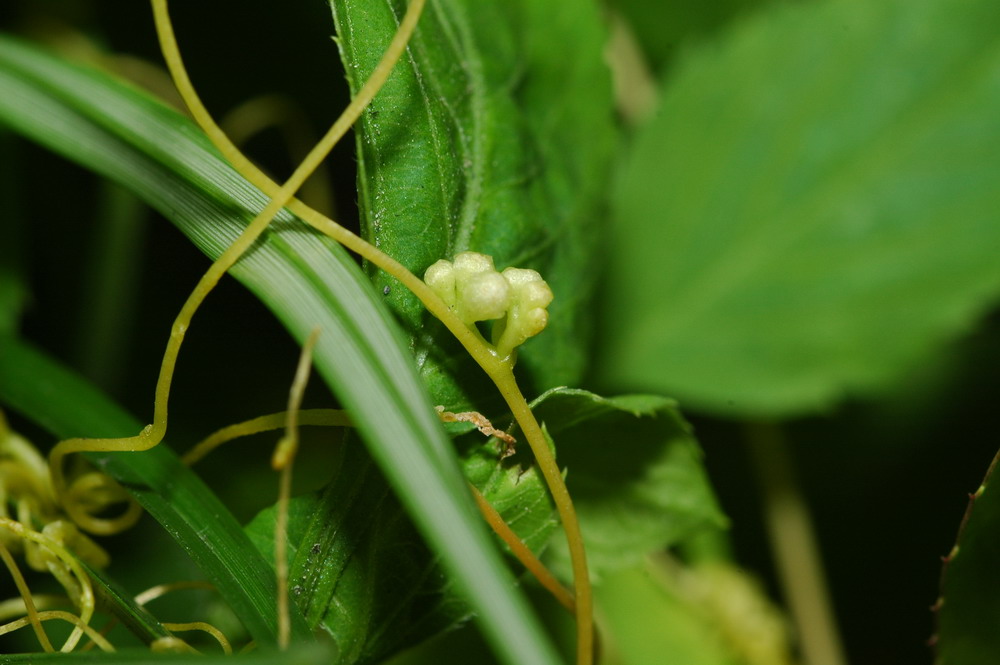 «ö¦¹¦b·sµøµ¡ÂsÄý¹Ï¤ù