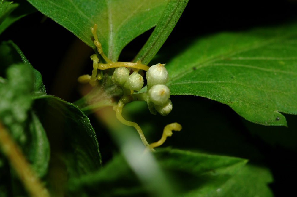 «ö¦¹¦b·sµøµ¡ÂsÄý¹Ï¤ù