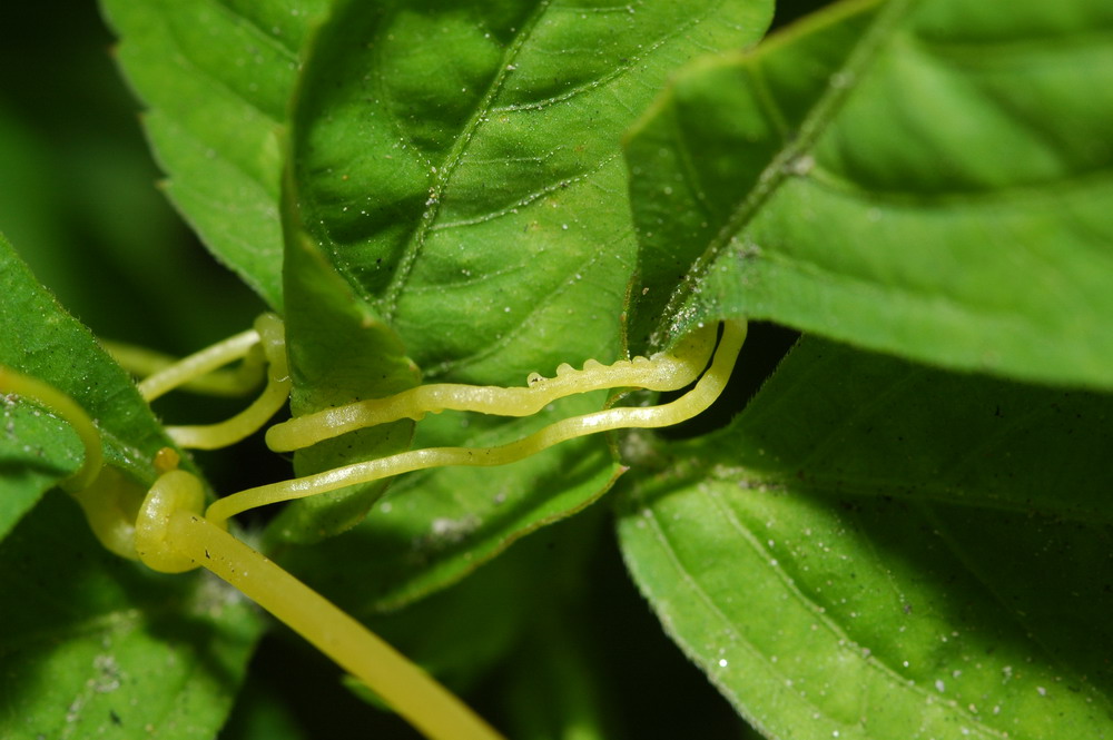 «ö¦¹¦b·sµøµ¡ÂsÄý¹Ï¤ù