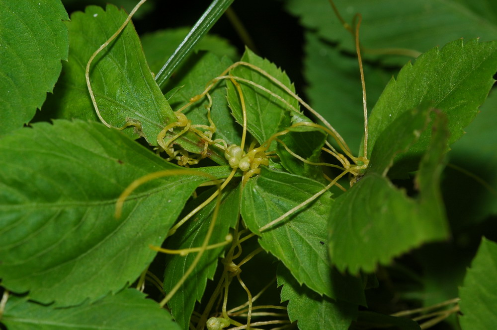 «ö¦¹¦b·sµøµ¡ÂsÄý¹Ï¤ù