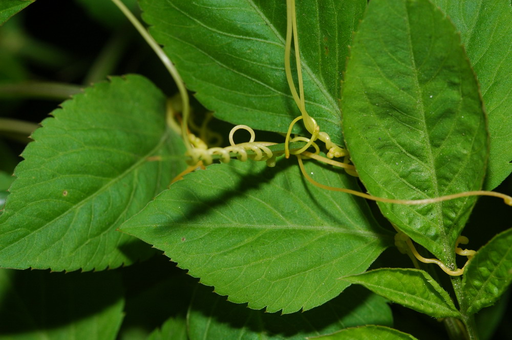 «ö¦¹¦b·sµøµ¡ÂsÄý¹Ï¤ù