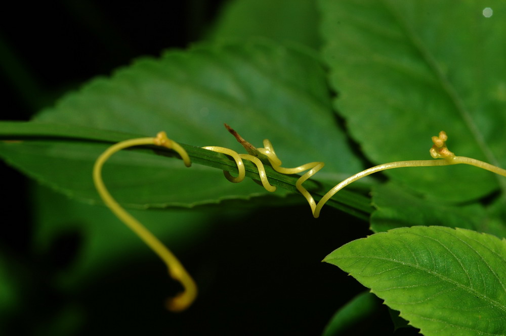 «ö¦¹¦b·sµøµ¡ÂsÄý¹Ï¤ù