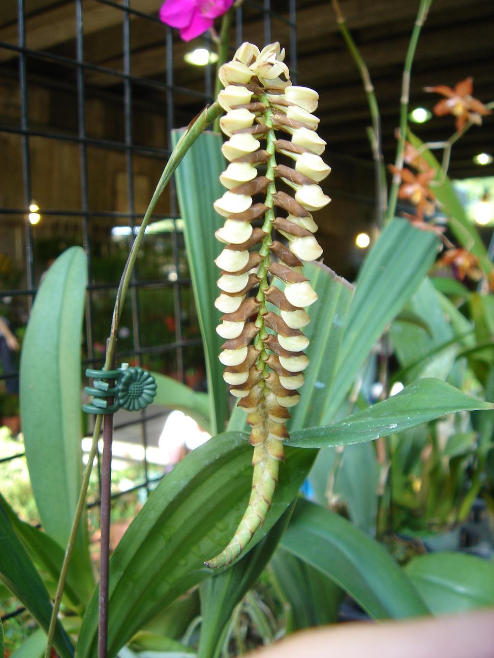 «ö¦¹¦b·sµøµ¡ÂsÄý¹Ï¤ù