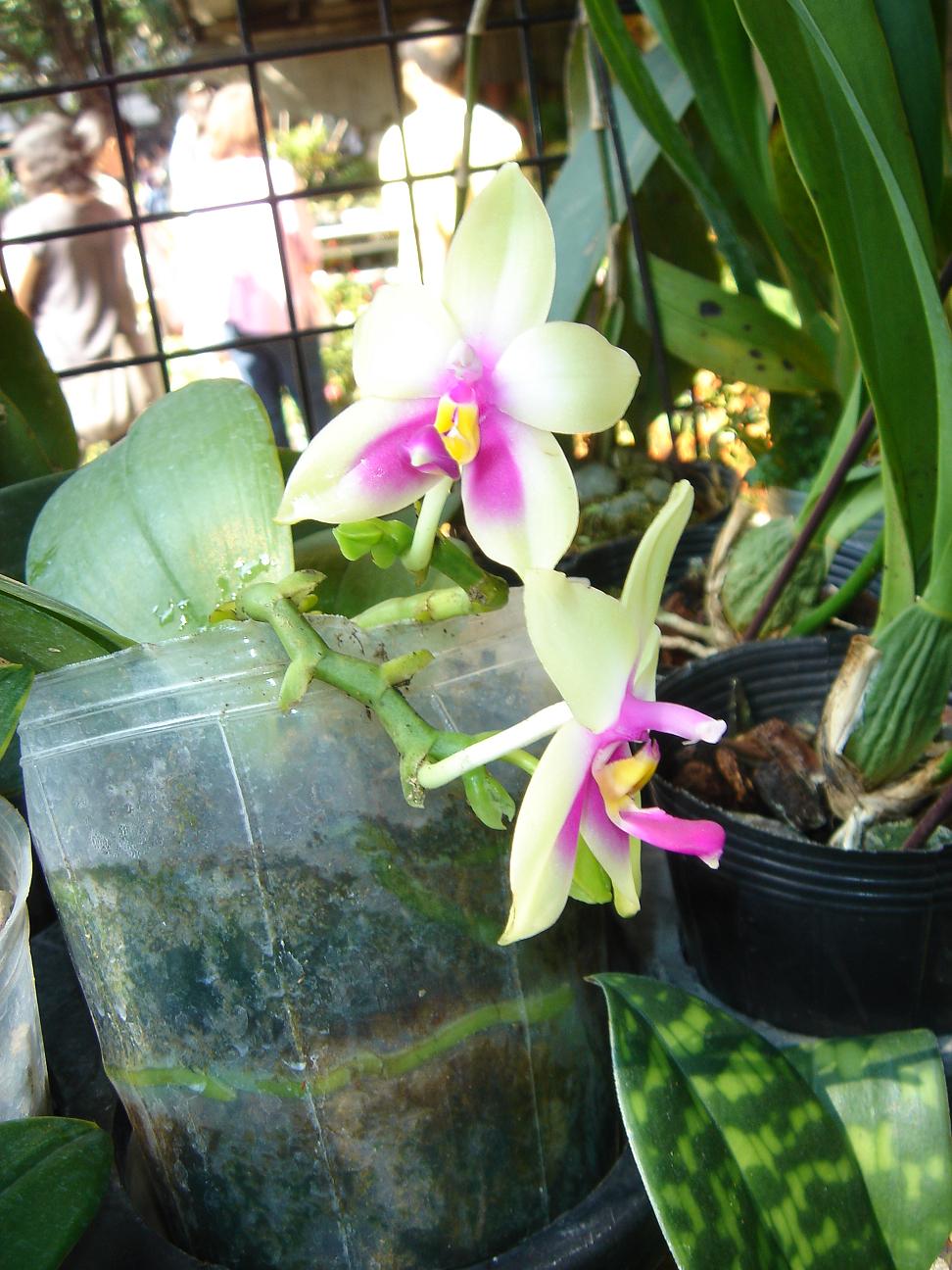 «ö¦¹¦b·sµøµ¡ÂsÄý¹Ï¤ù