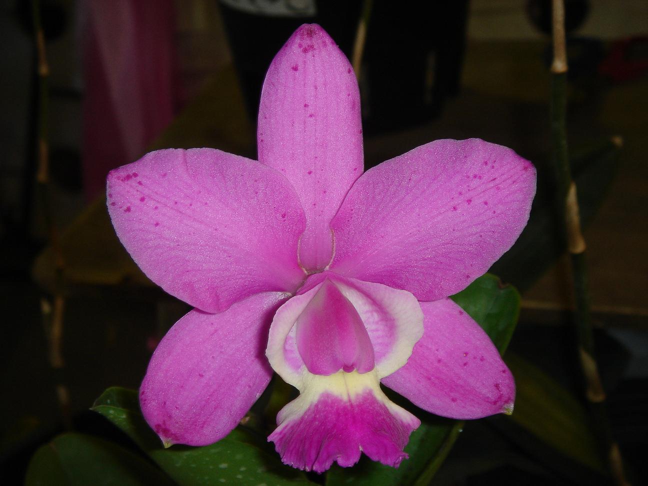 «ö¦¹¦b·sµøµ¡ÂsÄý¹Ï¤ù