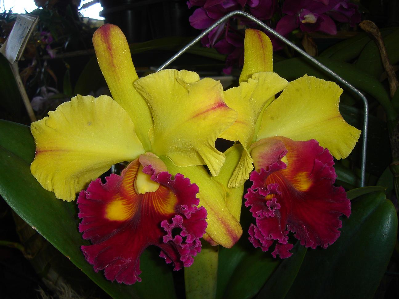 «ö¦¹¦b·sµøµ¡ÂsÄý¹Ï¤ù