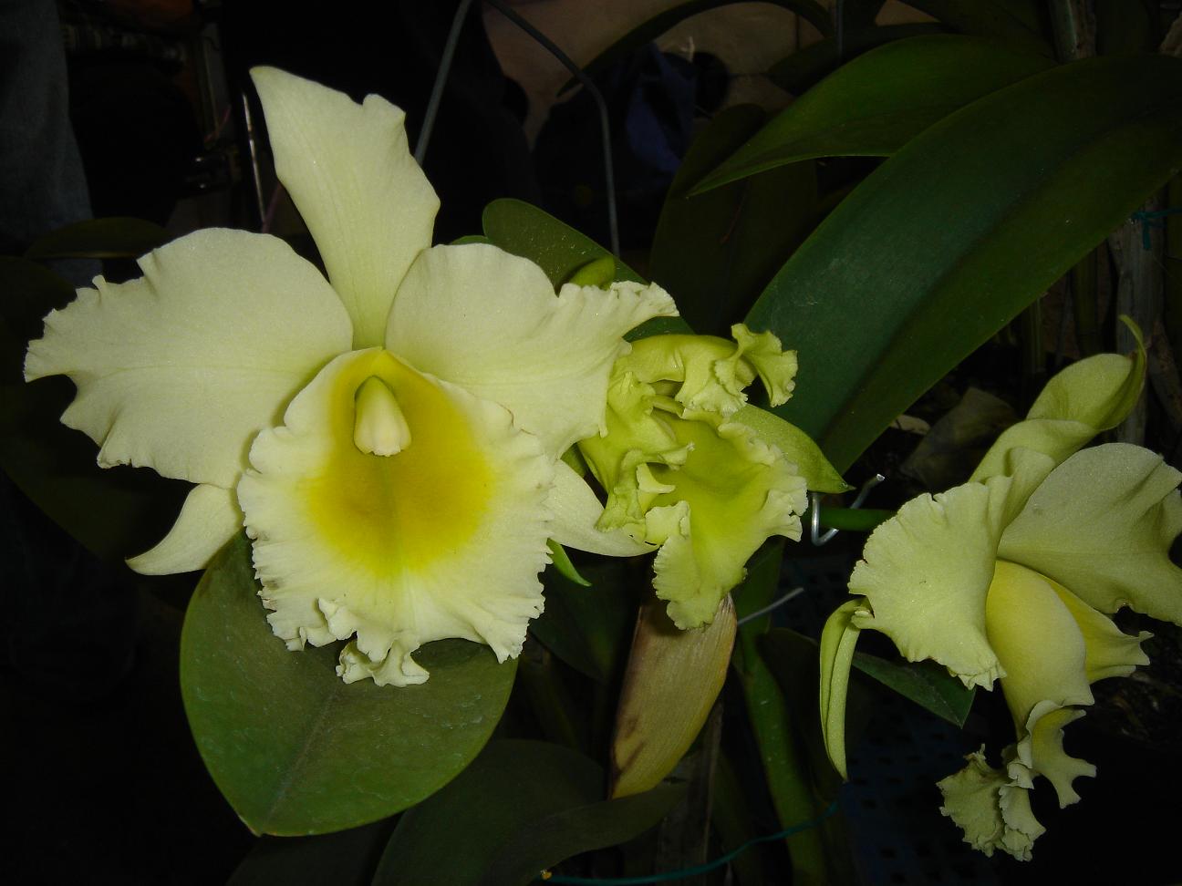 «ö¦¹¦b·sµøµ¡ÂsÄý¹Ï¤ù