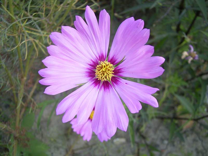 «ö¦¹¦b·sµøµ¡ÂsÄý¹Ï¤ù