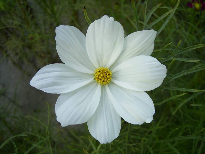 «ö¦¹¦b·sµøµ¡ÂsÄý¹Ï¤ù