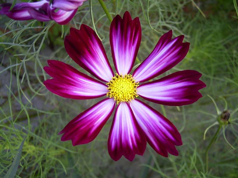 «ö¦¹¦b·sµøµ¡ÂsÄý¹Ï¤ù