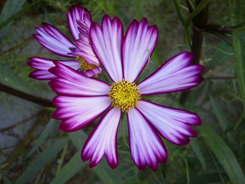 «ö¦¹¦b·sµøµ¡ÂsÄý¹Ï¤ù