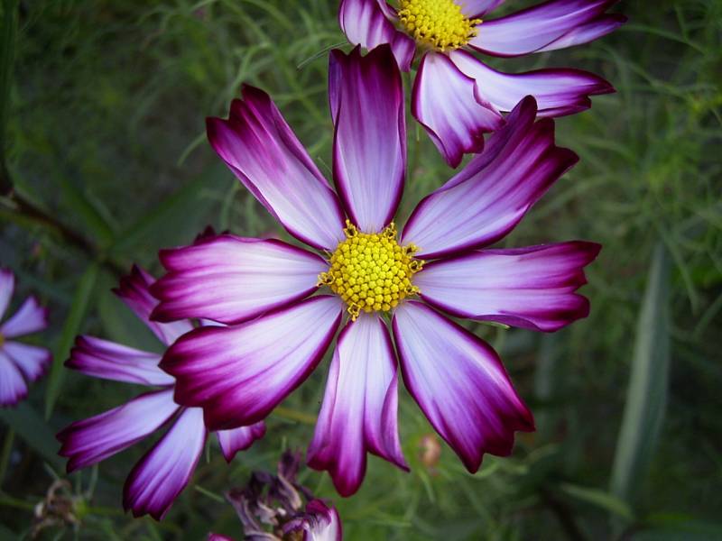 «ö¦¹¦b·sµøµ¡ÂsÄý¹Ï¤ù