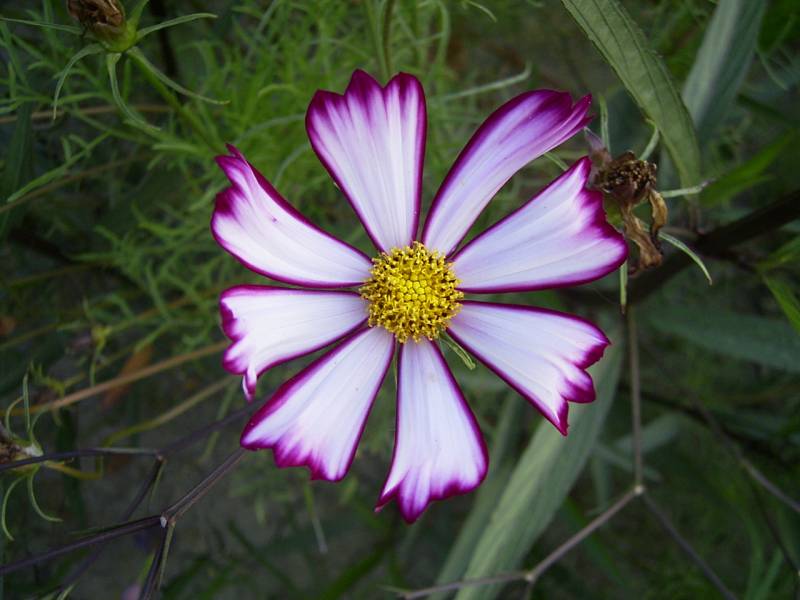 «ö¦¹¦b·sµøµ¡ÂsÄý¹Ï¤ù