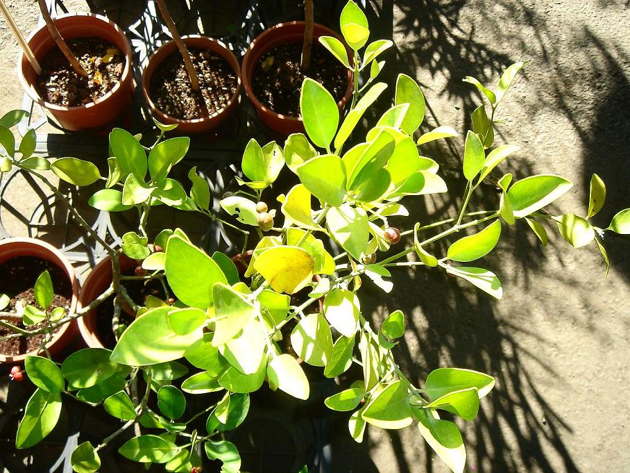 «ö¦¹¦b·sµøµ¡ÂsÄý¹Ï¤ù