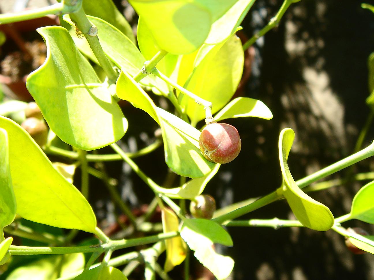 «ö¦¹¦b·sµøµ¡ÂsÄý¹Ï¤ù