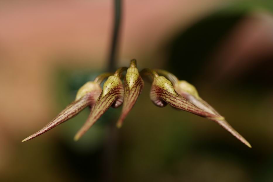 «ö¦¹¦b·sµøµ¡ÂsÄý¹Ï¤ù