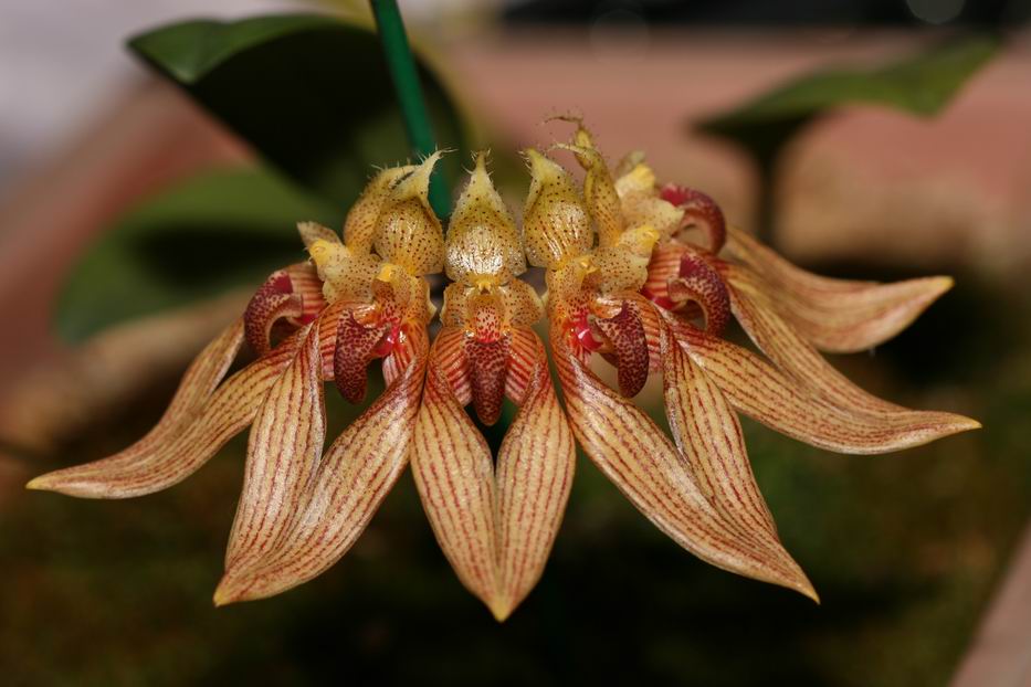 «ö¦¹¦b·sµøµ¡ÂsÄý¹Ï¤ù