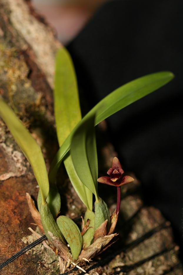 «ö¦¹¦b·sµøµ¡ÂsÄý¹Ï¤ù