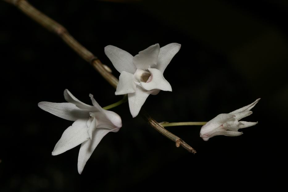 «ö¦¹¦b·sµøµ¡ÂsÄý¹Ï¤ù