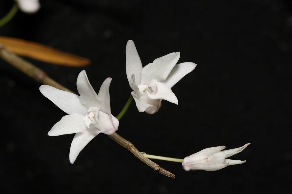 «ö¦¹¦b·sµøµ¡ÂsÄý¹Ï¤ù