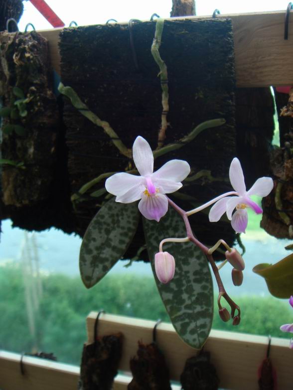 «ö¦¹¦b·sµøµ¡ÂsÄý¹Ï¤ù