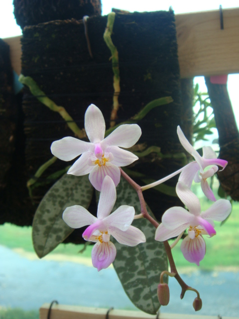 «ö¦¹¦b·sµøµ¡ÂsÄý¹Ï¤ù