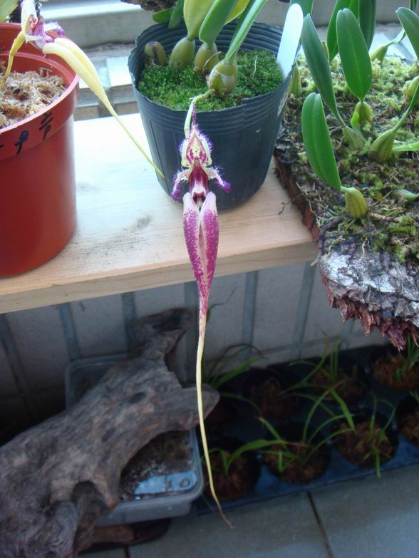 «ö¦¹¦b·sµøµ¡ÂsÄý¹Ï¤ù