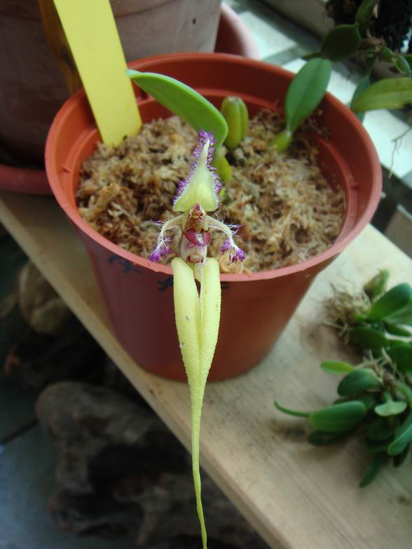 «ö¦¹¦b·sµøµ¡ÂsÄý¹Ï¤ù