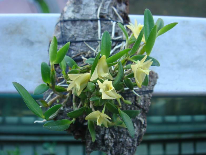 «ö¦¹¦b·sµøµ¡ÂsÄý¹Ï¤ù