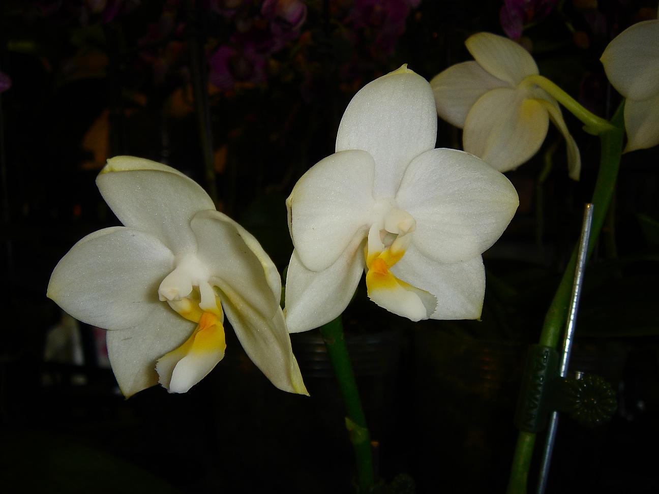 «ö¦¹¦b·sµøµ¡ÂsÄý¹Ï¤ù