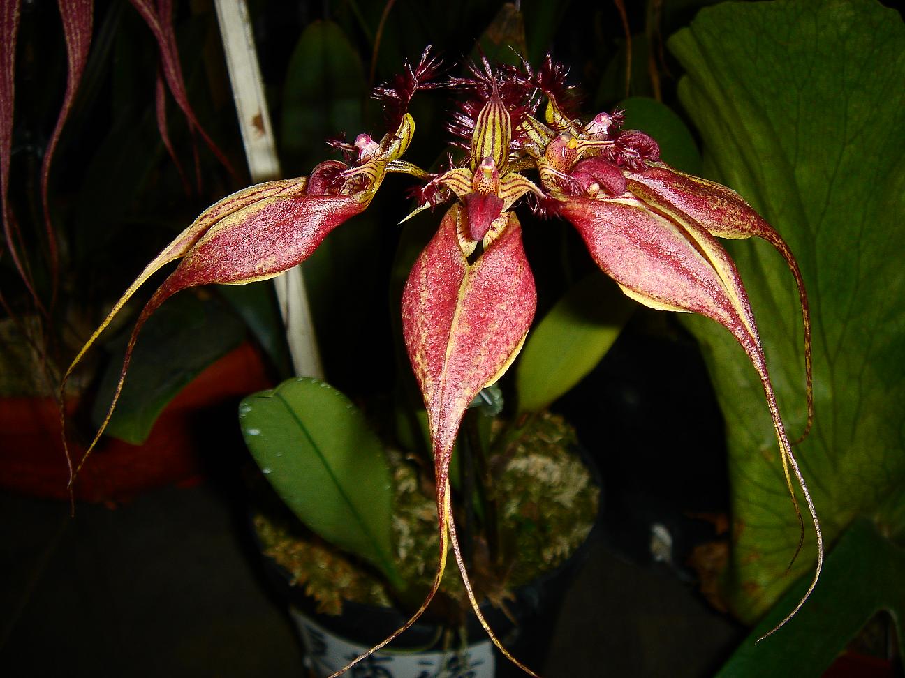 «ö¦¹¦b·sµøµ¡ÂsÄý¹Ï¤ù