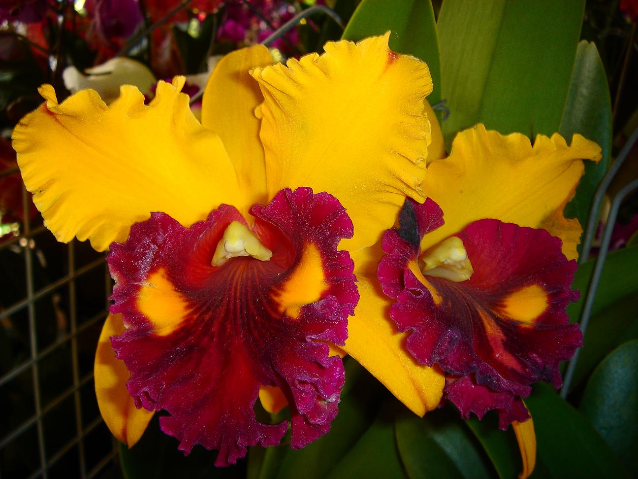 «ö¦¹¦b·sµøµ¡ÂsÄý¹Ï¤ù