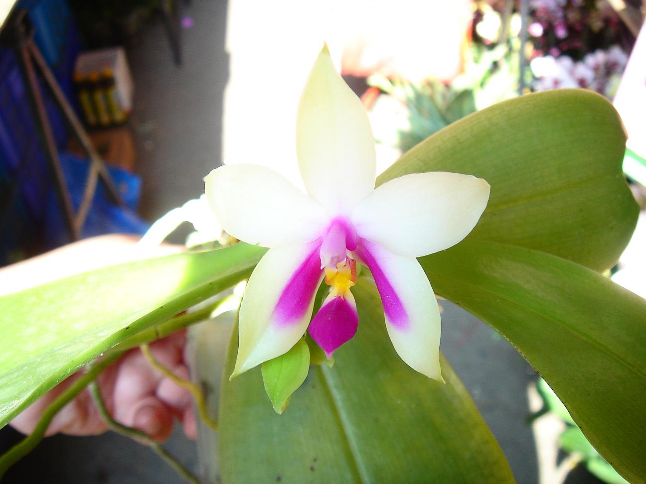 «ö¦¹¦b·sµøµ¡ÂsÄý¹Ï¤ù