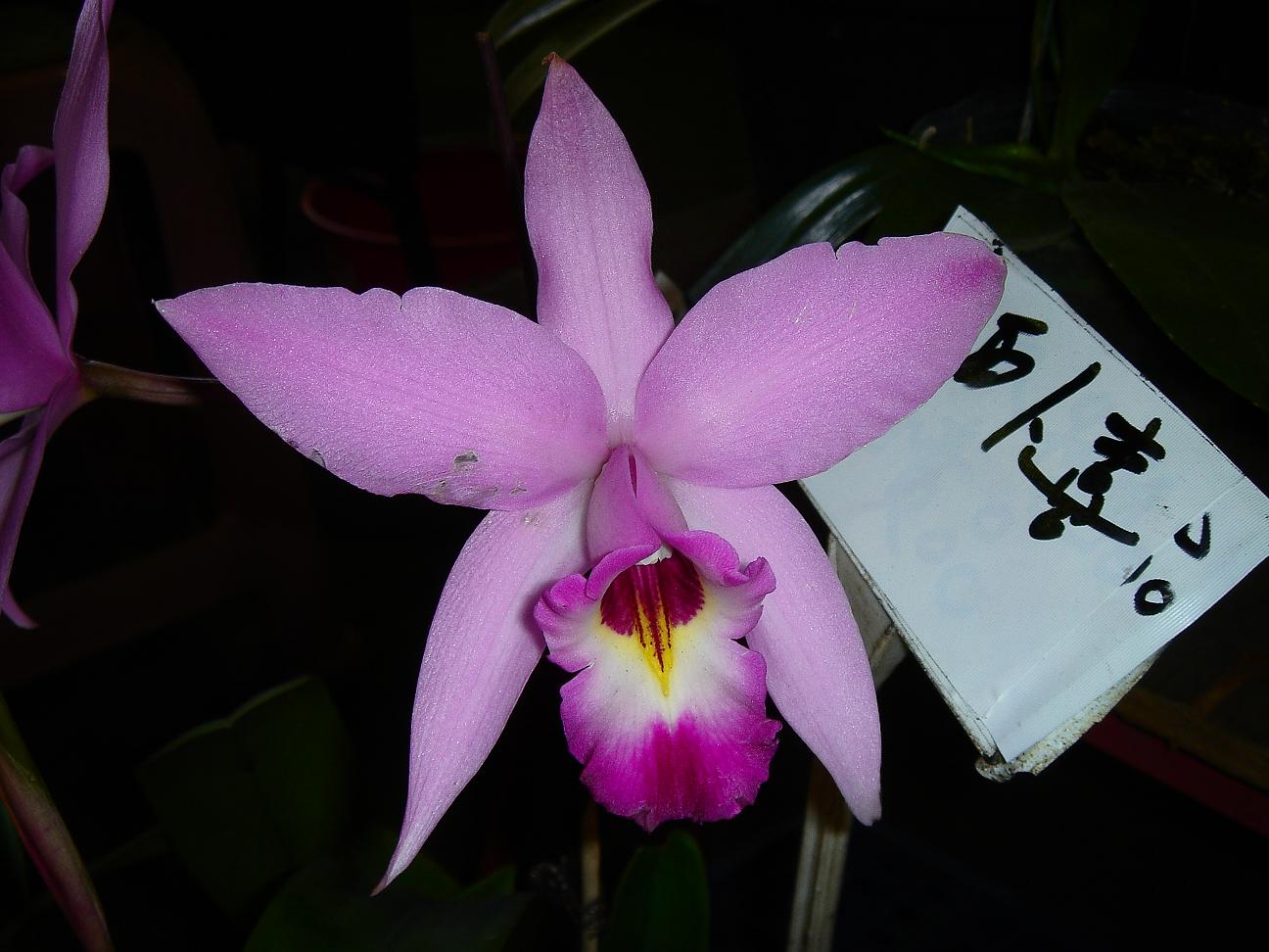 «ö¦¹¦b·sµøµ¡ÂsÄý¹Ï¤ù