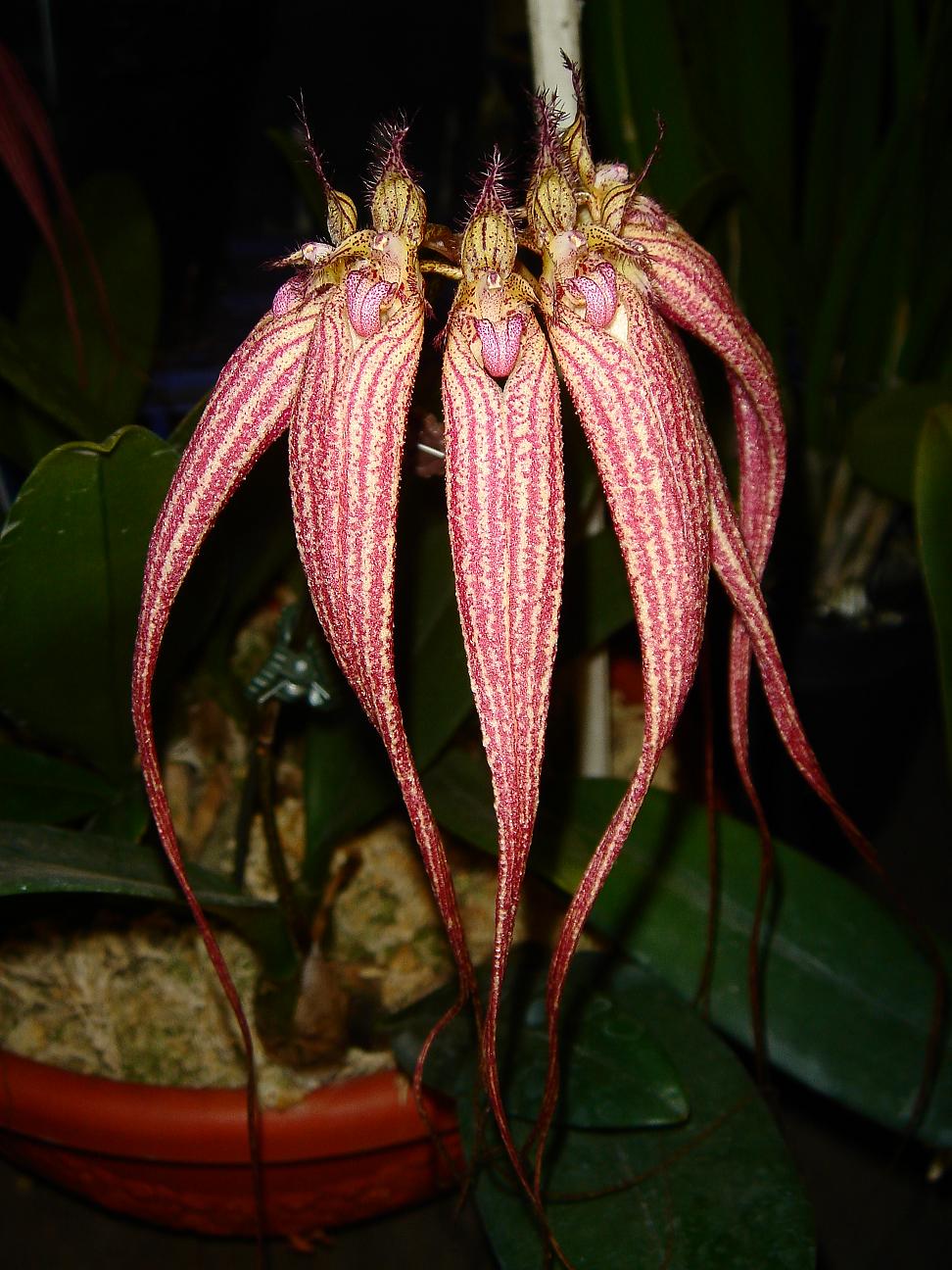 «ö¦¹¦b·sµøµ¡ÂsÄý¹Ï¤ù