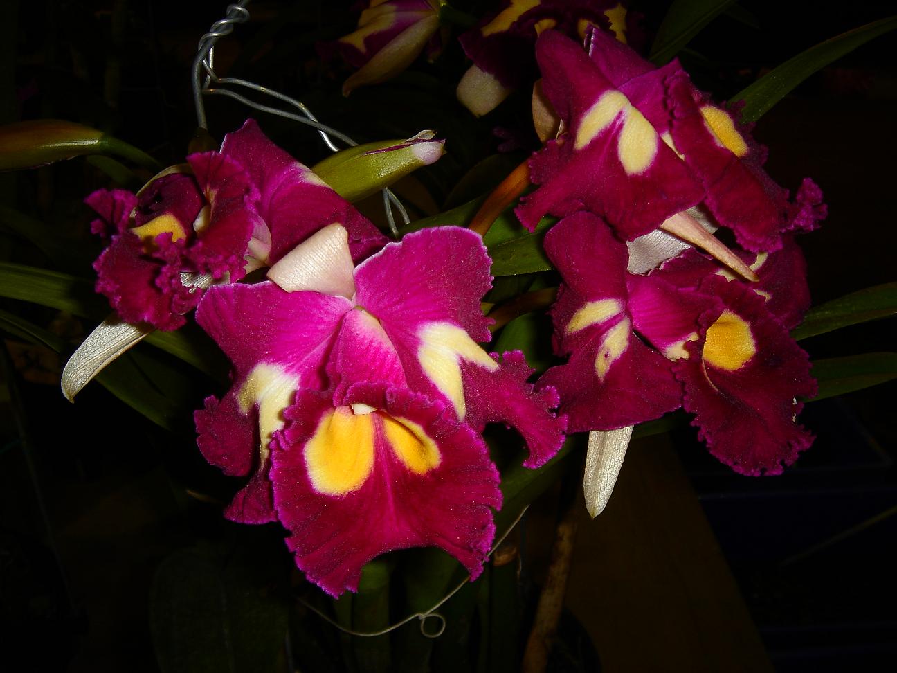 «ö¦¹¦b·sµøµ¡ÂsÄý¹Ï¤ù