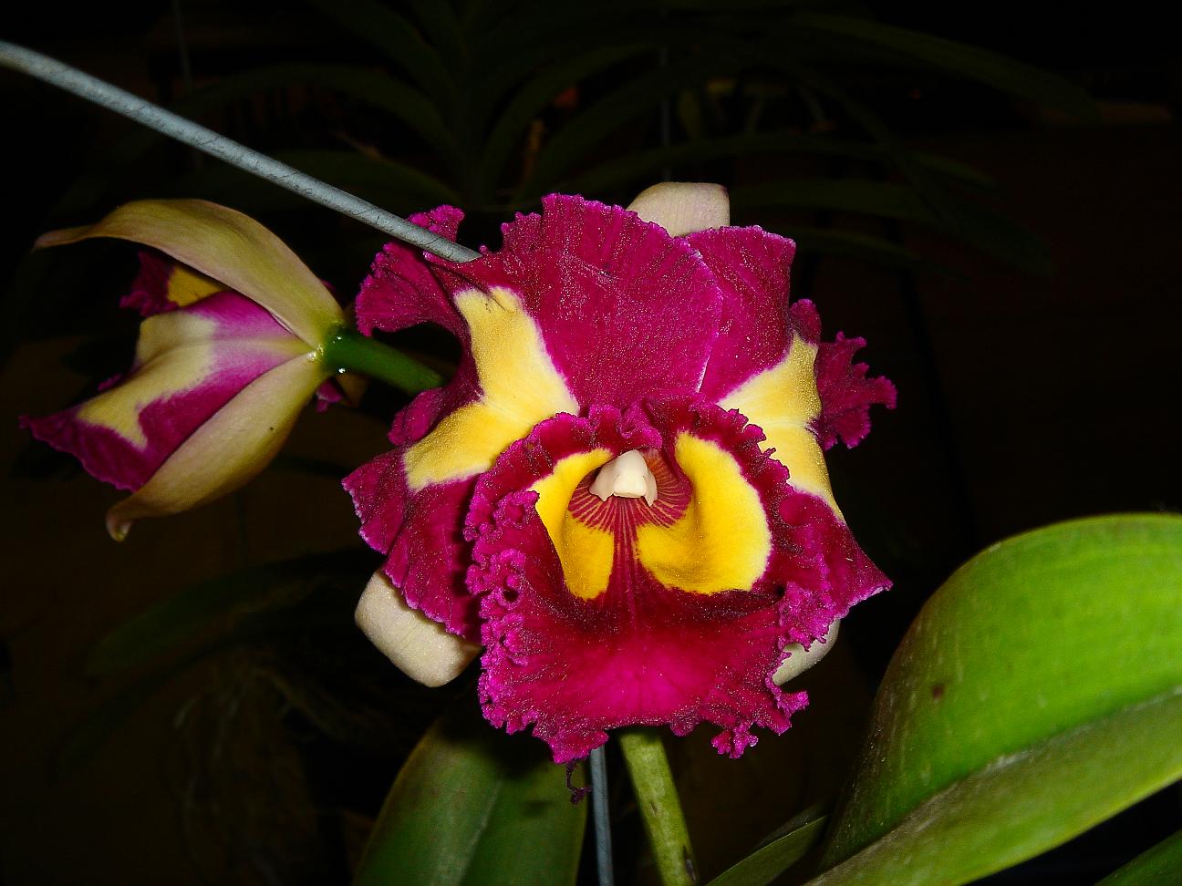 «ö¦¹¦b·sµøµ¡ÂsÄý¹Ï¤ù