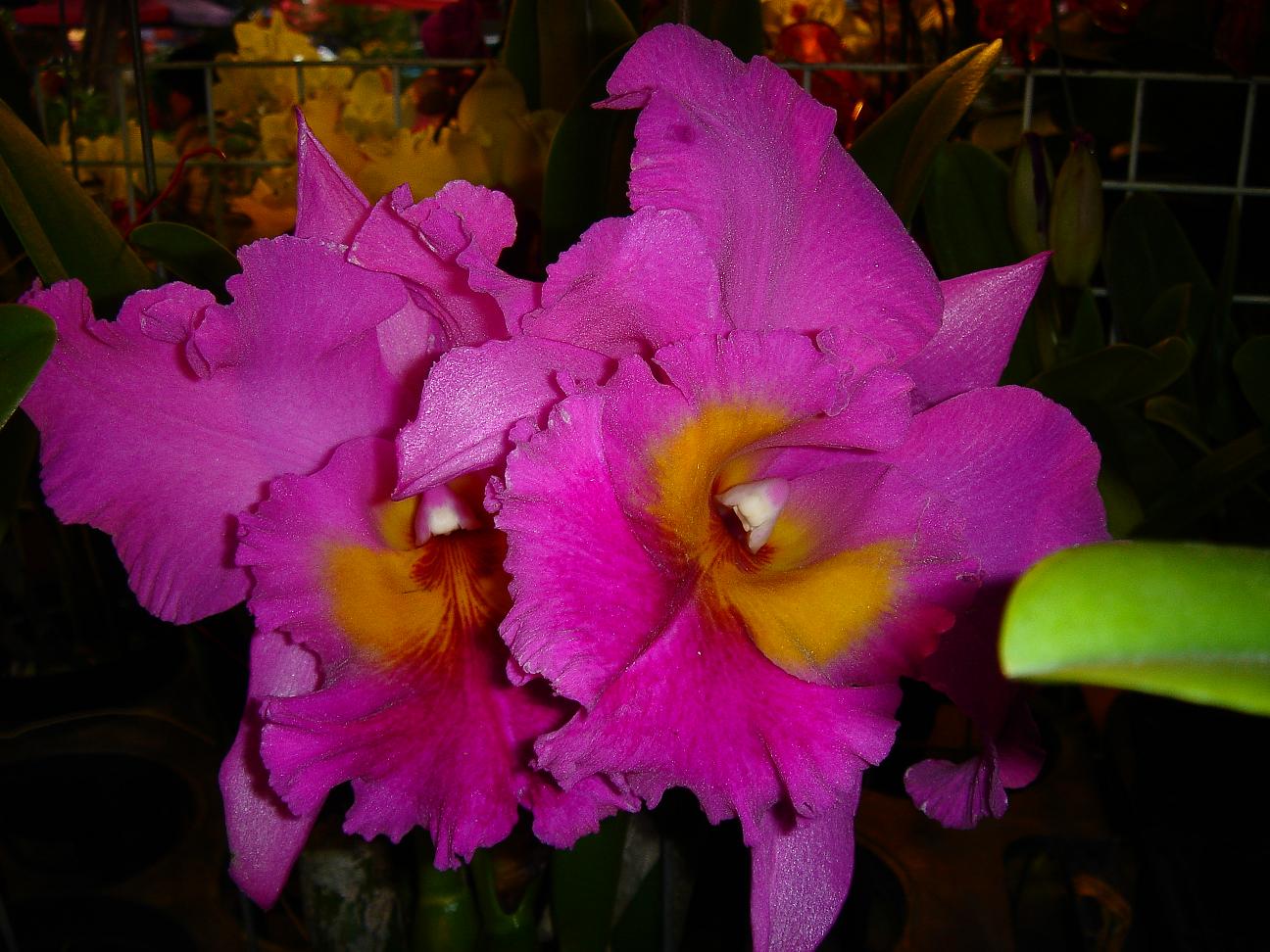 «ö¦¹¦b·sµøµ¡ÂsÄý¹Ï¤ù