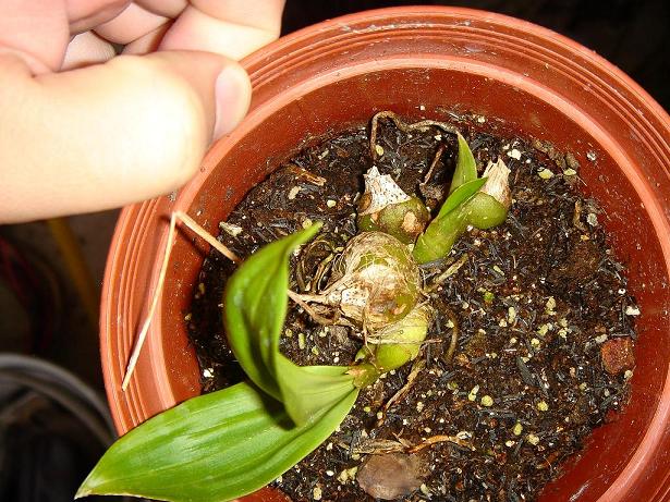 «ö¦¹¦b·sµøµ¡ÂsÄý¹Ï¤ù