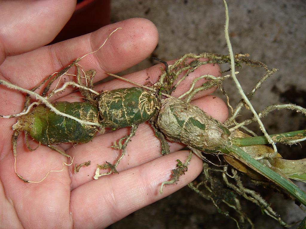 «ö¦¹¦b·sµøµ¡ÂsÄý¹Ï¤ù