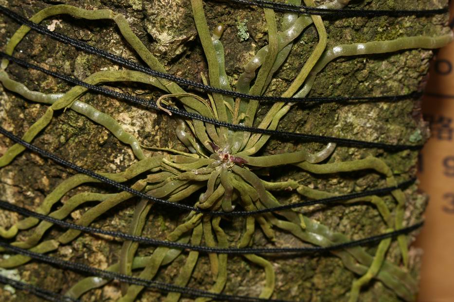 «ö¦¹¦b·sµøµ¡ÂsÄý¹Ï¤ù